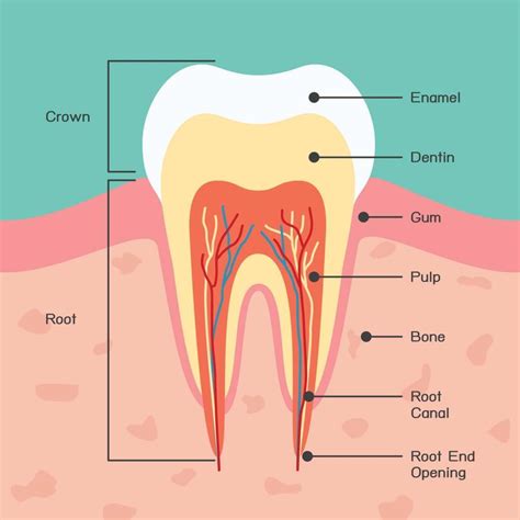 Understanding Dental Enamel: Structure and Function