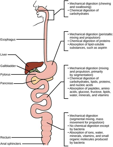 Understanding Digestive Movements: An Introductory Overview