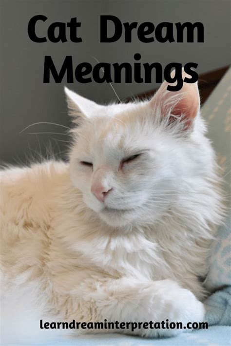 Understanding Dream Symbols: Cats