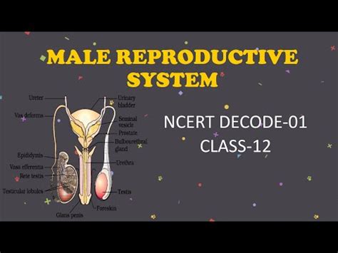 Understanding Dream Symbols: Decoding the Significance of Male Reproductive Organs