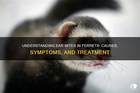 Understanding Ear Mites: Tiny Parasites That Can Cause Big Problems