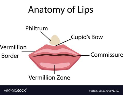 Understanding Lip Anatomy and Structure