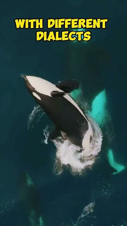 Understanding Orca Behavior: The Language of the Sea