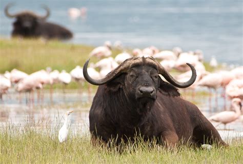 Understanding Personal Insights from the Symbolic Buffalo Dream