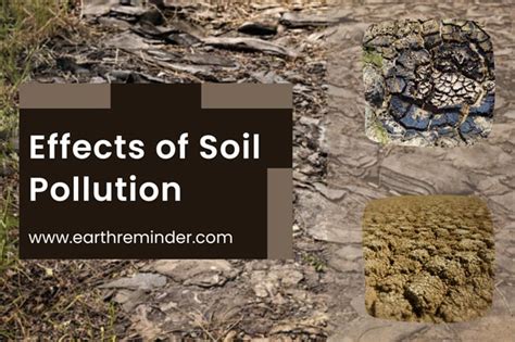 Understanding Soil Contamination and Its Impact on Plants