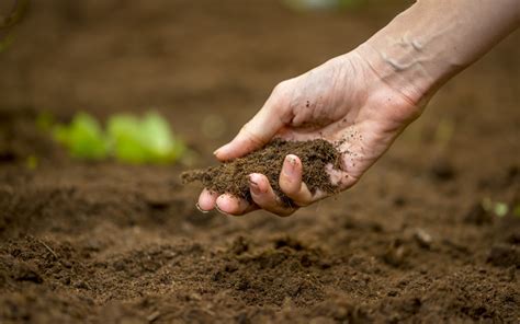 Understanding Soil and Enhancing its Quality