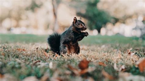 Understanding Symbolism: Exploring the Meaning of Dreaming about a Deceased Squirrel