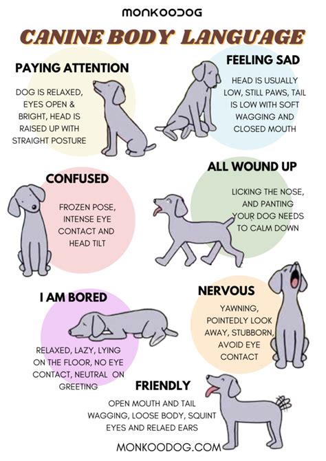 Understanding Your Canine Companion's Body Language