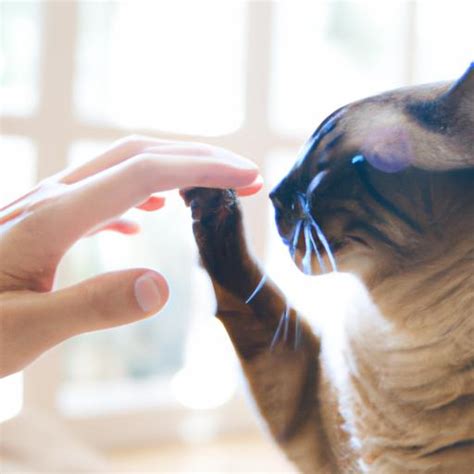 Understanding Your Cat's Behavior: Key to Building a Strong Connection