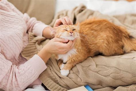 Understanding Your Kitty's Fur: An Introduction for Cat Enthusiasts