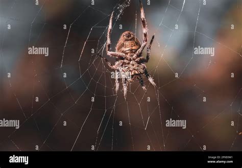 Understanding and Decoding the Significance of Ingesting Arachnid Silken Strands