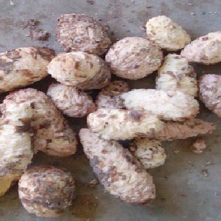 Understanding and Interpreting Your Own Encounter with Peeling Cocoyam