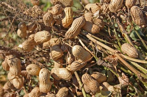 Understanding and Managing Common Pests Affecting Peanut Cultivation