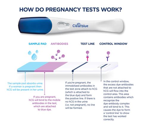 Understanding the Accuracy of Pregnancy Tests: Sorting Out False Results