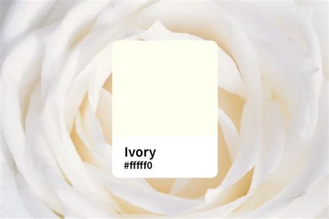 Understanding the Allure of Ivory Colored Companions