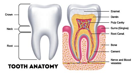 Understanding the Anatomy of Dental Care: Key Insights