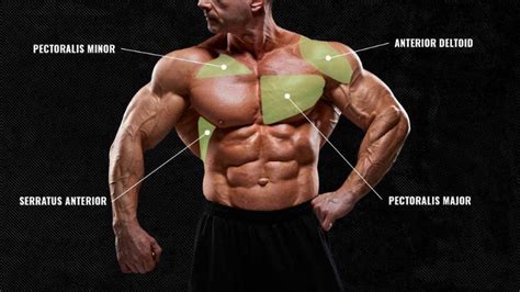 Understanding the Anatomy of the Chest Muscles for Effective Sculpting