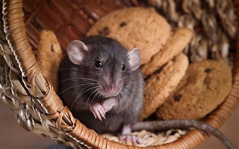 Understanding the Behavior and Communication of Pet Rodents