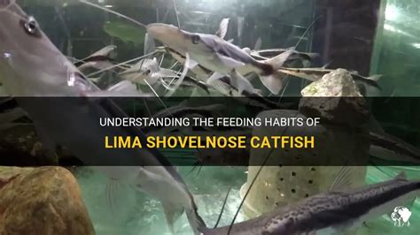 Understanding the Behavior and Feeding Habits of Catfish