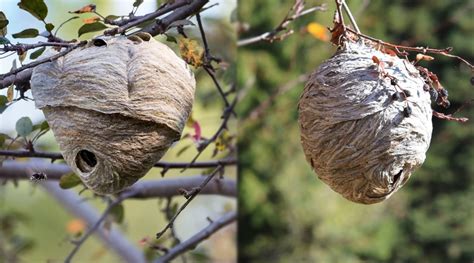 Understanding the Behavior and Nesting Habits of Yellow Jackets and Hornet Wasps