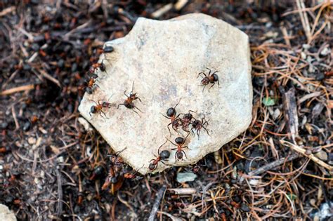 Understanding the Behavior of Ants