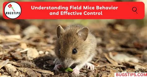 Understanding the Behavior of Mice: A Key to Efficient Pest Management