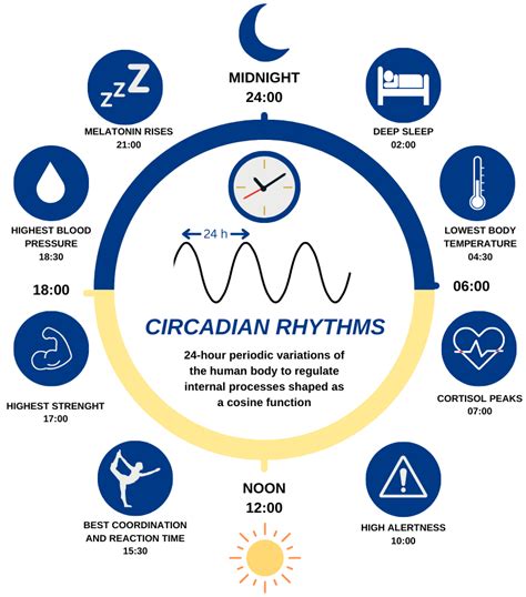 Understanding the Biological Clock