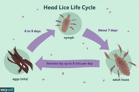 Understanding the Causes of Hair Lice Infestation