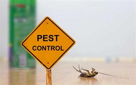 Understanding the Challenge Presented by the Pesky Insect Infestation