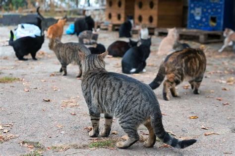 Understanding the Challenge of Feral Feline Overpopulation