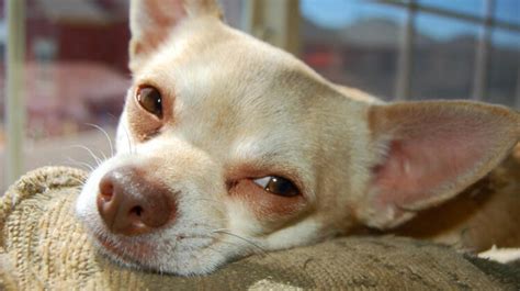 Understanding the Chihuahua Breed: Traits and Characteristics