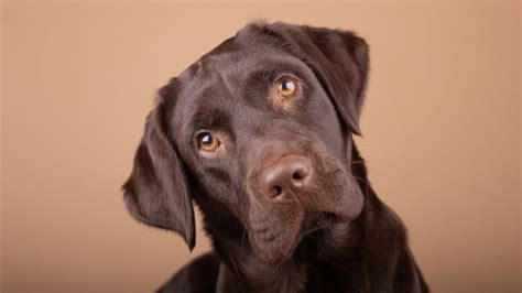 Understanding the Chocolate Labrador: Origins, Characteristics, and Temperament