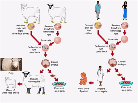 Understanding the Cloning Process