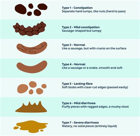 Understanding the Color of Stool