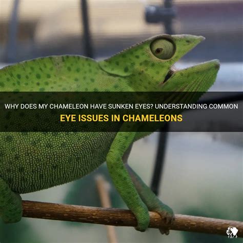 Understanding the Common Health Issues in Chameleons