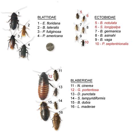 Understanding the Common Types of Cockroach Infestations