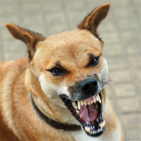 Understanding the Communication of a Snarling Canine in Dream Sequences