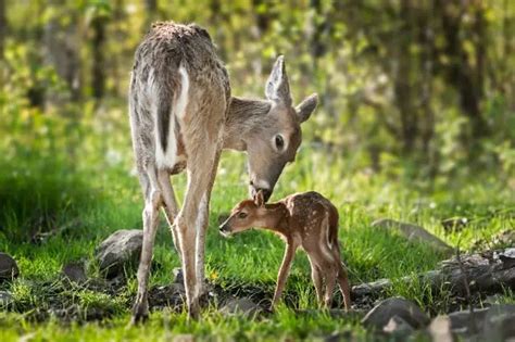 Understanding the Connection: Mother and Fawn in the Enchanting World of Newborn Deer