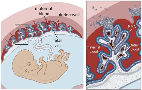 Understanding the Connection Between Placenta Dreams and Pregnancy