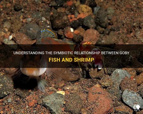 Understanding the Connection Between Shrimp and Relationships