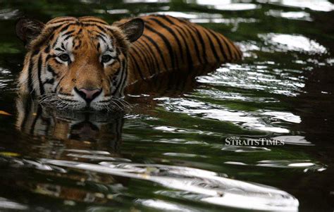 Understanding the Conservation Efforts to Safeguard the Elusive Panthera Tigris Tigris
