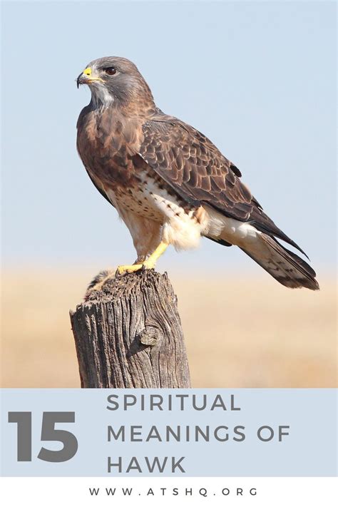 Understanding the Cultural Variations of Brown Hawk Symbolism