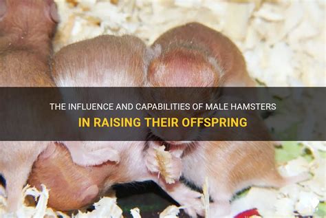 Understanding the Cultural and Folklore Perspectives on Dreaming of Raising a Tiny Hamster Offspring