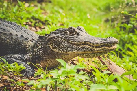 Understanding the Cultural and Mythological Significance of Alligators in Dream Analysis