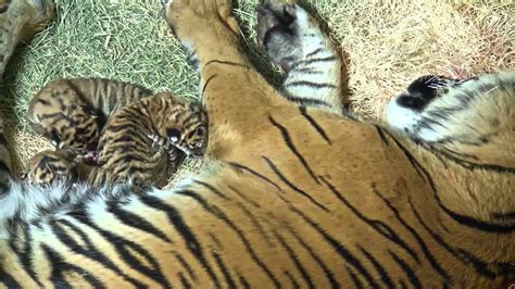 Understanding the Development of Tiger Cubs: From Birth to Roars