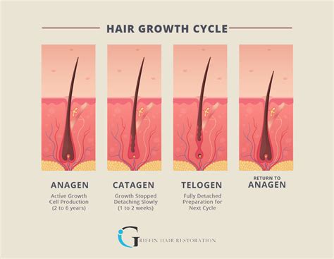 Understanding the Different Phases of Facial Hair Growth