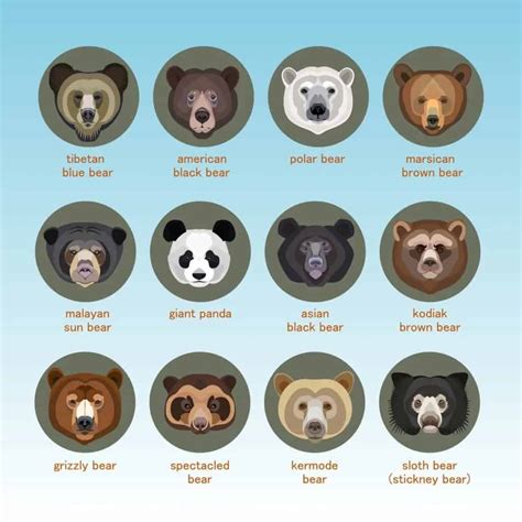 Understanding the Different Species of Bears