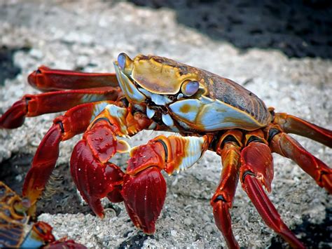 Understanding the Different Types of Crabs