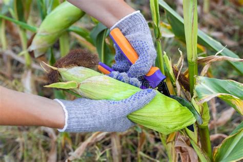 Understanding the Dream: Deciphering the Significance of Harvesting Fresh Corn