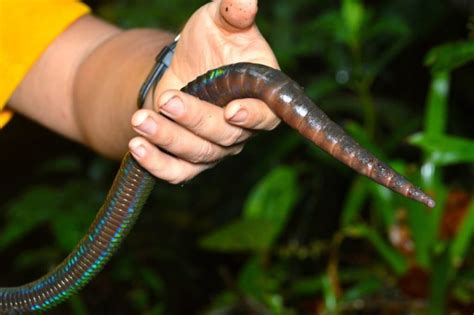 Understanding the Ecological Significance of Worms with Dark-Colored Heads